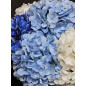 "Côte Noire" Bouquet "hortensia" bleu/blanc GM